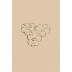 Artigiana Fiorentina Bigiotteria - Orecchino plastica
