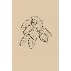 Artigiana Fiorentina Bigiotteria - Orecchino plastica