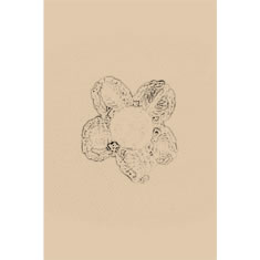 Artigiana Fiorentina Bigiotteria - Orecchino plastica