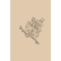 Artigiana Fiorentina Bigiotteria-Spilla Ottone stampato