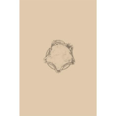 Artigiana Fiorentina Bigiotteria - Anello ottone e perla