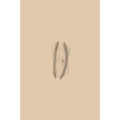 Artigiana Fiorentina Bigiotteria- Orecchini Metallo