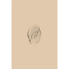 Artigiana Fiorentina Bigiotteria- Orecchini Metallo