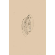 Artigiana Fiorentina Bigiotteria - Orecchino ottone dorato