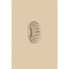 Artigiana Fiorentina Bigiotteria - Orecchino ottone dorato