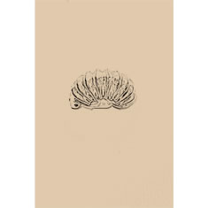 Artigiana Fiorentina Bigiotteria - Orecchino ottone dorato