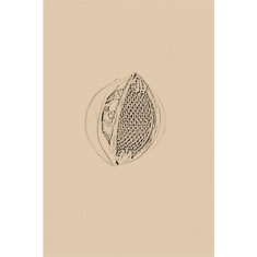 Artigiana Fiorentina Bigiotteria - Orecchino ottone dorato