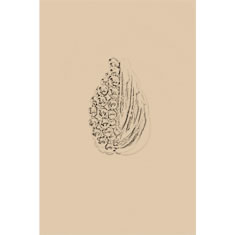 Artigiana Fiorentina Bigiotteria - Orecchino ottone dorato