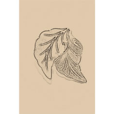 Artigiana Fiorentina Bigiotteria - Orecchino ottone dorato