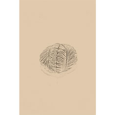 Artigiana Fiorentina Bigiotteria - Orecchino ottone dorato