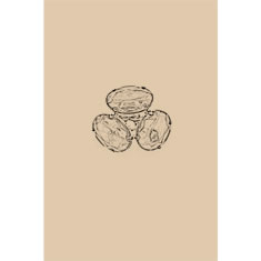 Artigiana Fiorentina Bigiotteria - Orecchino ottone dorato