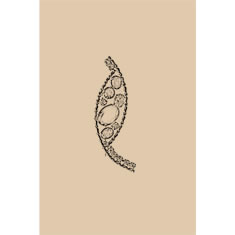 Artigiana Fiorentina Bigiotteria - Spilla ottone