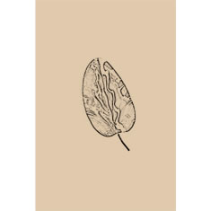 Artigiana Fiorentina Bigiotteria - Spilla ottone
