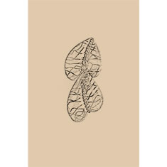 Artigiana Fiorentina Bigiotteria - Spilla ottone