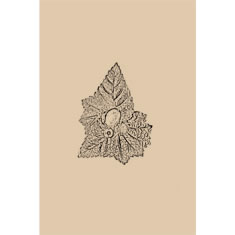 Artigiana Fiorentina Bigiotteria - Orecchino ottone dorato