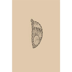 Artigiana Fiorentina Bigiotteria - Orecchino ottone dorato
