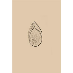 Artigiana Fiorentina Bigiotteria - Orecchino ottone dorato