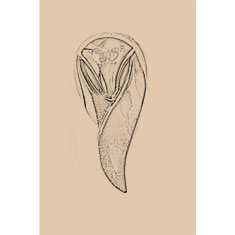 Artigiana Fiorentina Bigiotteria - Orecchino ottone