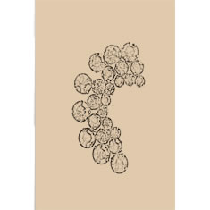 Artigiana Fiorentina Bigiotteria - Spilla ottone  dorato