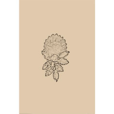 Artigiana Fiorentina Bigiotteria - Orecchino ottone dorato
