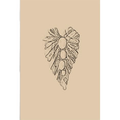 Artigiana Fiorentina Bigiotteria - Orecchino ottone