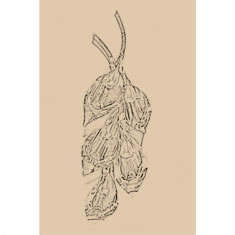 Artigiana Fiorentina Bigiotteria - Spilla ottone  dorato