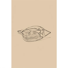 Artigiana Fiorentina Bigiotteria - Orecchino ottone dorato