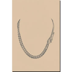 COLLANA CON CATENA